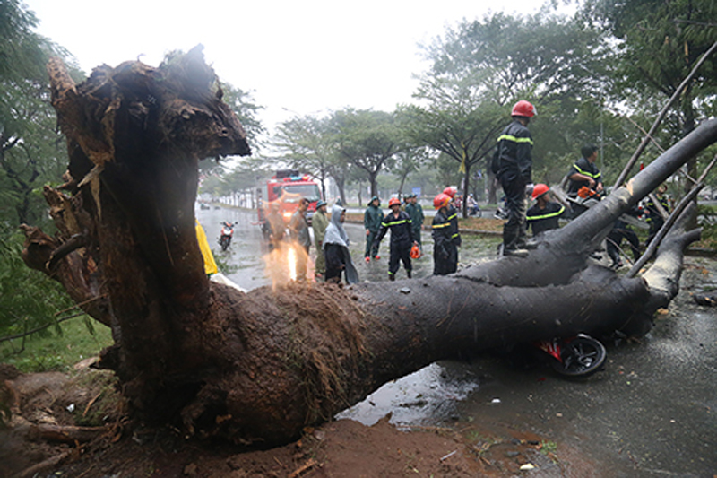 tphcm mua trang troi pho bien thanh song cay do rap