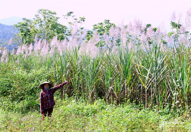 mia ra hoa trang xoa nhu bong lau nha nong ngao ngan cho nha may