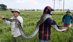 nguoi dan ha tinh gat lua giua dem de tranh nang nong