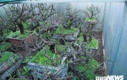 lich nghi chinh thuc tet nguyen dan nam 2019