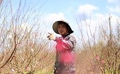 Hoa đào Nhật Tân 3 màu độc lạ đắt khách ở Tây Nguyên