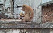 Bắn thuốc mê, bắt hai con khỉ hoang quậy phá khu dân cư ở Hà Nội