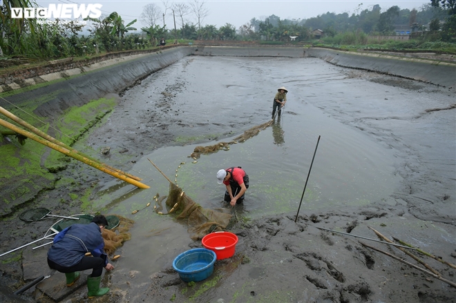 Ảnh: Hối hả lội bùn, nước thu hoạch cá chép đỏ trước ngày ông Công ông Táo - 1