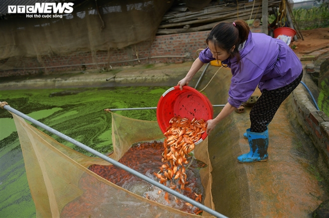 Ảnh: Hối hả lội bùn, nước thu hoạch cá chép đỏ trước ngày ông Công ông Táo - 2