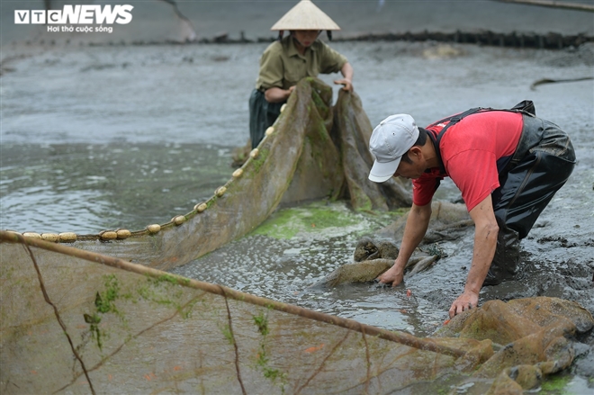 Ảnh: Hối hả lội bùn, nước thu hoạch cá chép đỏ trước ngày ông Công ông Táo - 4