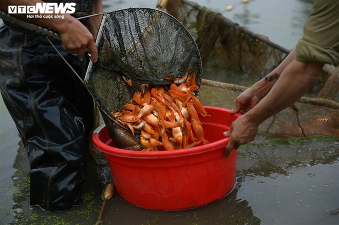 Ảnh: Hối hả lội bùn, nước thu hoạch cá chép đỏ trước ngày ông Công ông Táo - 5