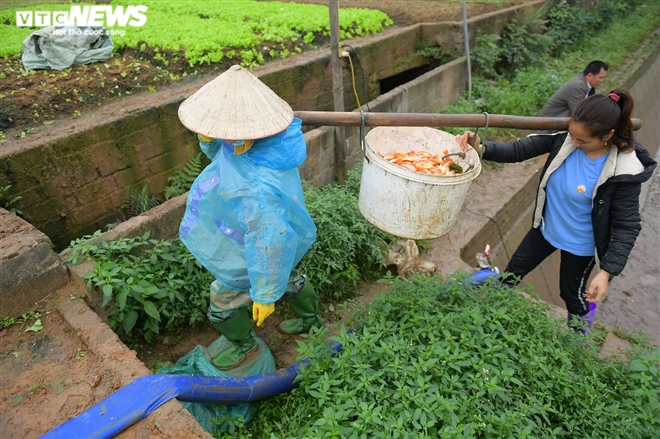 Ảnh: Hối hả lội bùn, nước thu hoạch cá chép đỏ trước ngày ông Công ông Táo - 7