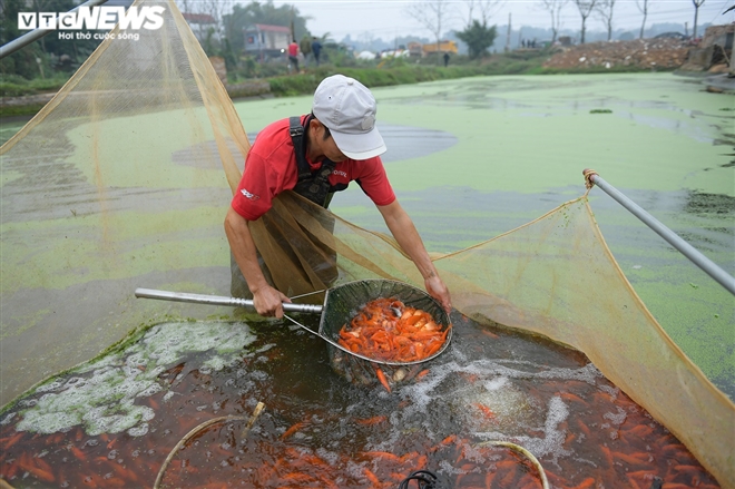 Ảnh: Hối hả lội bùn, nước thu hoạch cá chép đỏ trước ngày ông Công ông Táo - 8