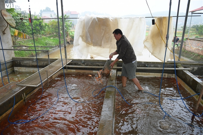 Ảnh: Hối hả lội bùn, nước thu hoạch cá chép đỏ trước ngày ông Công ông Táo - 9