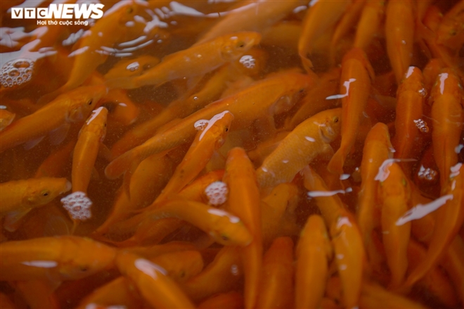 Ảnh: Hối hả lội bùn, nước thu hoạch cá chép đỏ trước ngày ông Công ông Táo - 10