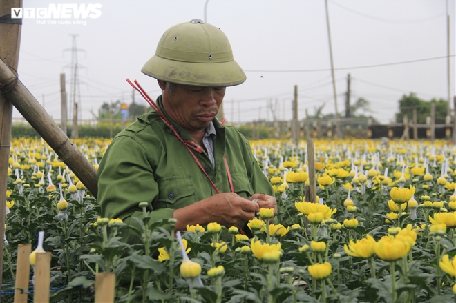 Làng hoa Tây Tựu vắng chưa từng thấy ngày giáp Tết, khách thưa thớt - 2