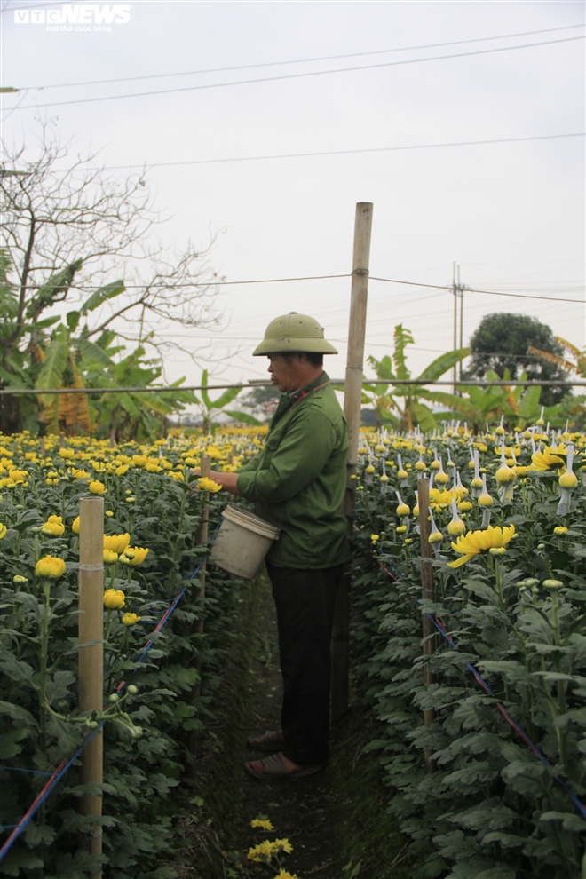 Làng hoa Tây Tựu vắng chưa từng thấy ngày giáp Tết, khách thưa thớt - 4