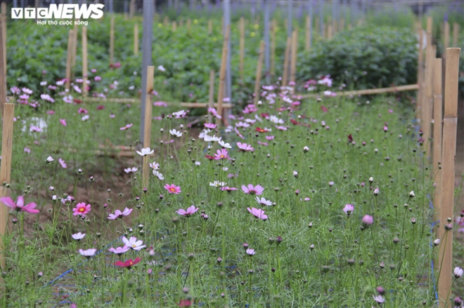 Làng hoa Tây Tựu vắng chưa từng thấy ngày giáp Tết, khách thưa thớt - 7