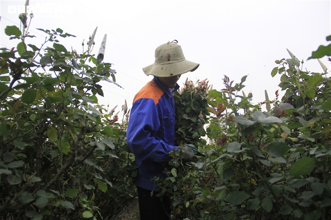 Làng hoa Tây Tựu vắng chưa từng thấy ngày giáp Tết, khách thưa thớt - 10