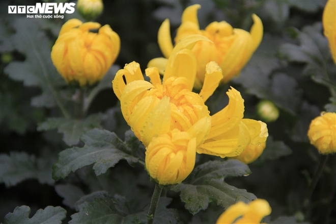 Làng hoa Tây Tựu vắng chưa từng thấy ngày giáp Tết, khách thưa thớt - 12