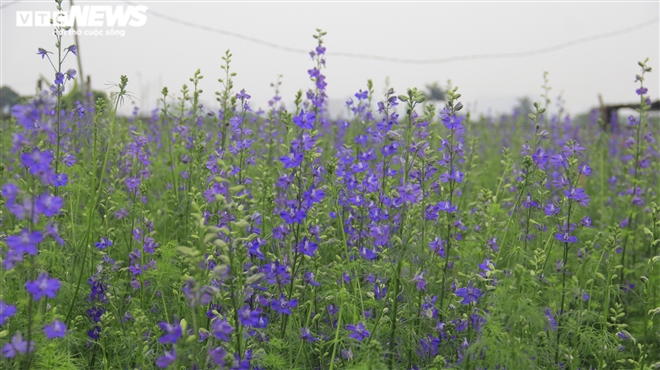 Làng hoa Tây Tựu vắng chưa từng thấy ngày giáp Tết, khách thưa thớt - 13