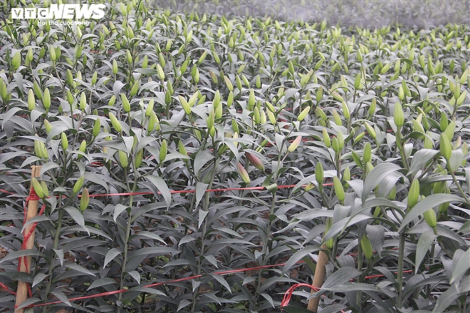 Làng hoa Tây Tựu vắng chưa từng thấy ngày giáp Tết, khách thưa thớt - 14