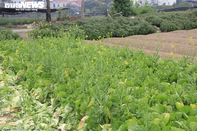 Hà Nội: Rau xanh rẻ như bèo, nông dân bỏ đầy đồng làm phân bón - 1