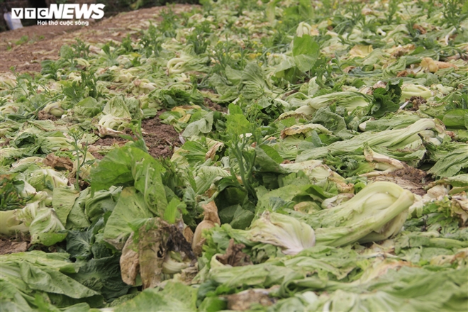 Hà Nội: Rau xanh rẻ như bèo, nông dân bỏ đầy đồng làm phân bón - 2