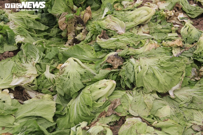 Hà Nội: Rau xanh rẻ như bèo, nông dân bỏ đầy đồng làm phân bón - 3