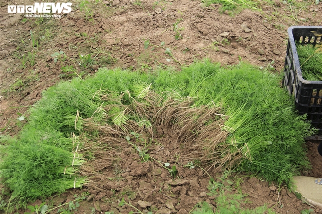 Hà Nội: Rau xanh rẻ như bèo, nông dân bỏ đầy đồng làm phân bón - 8