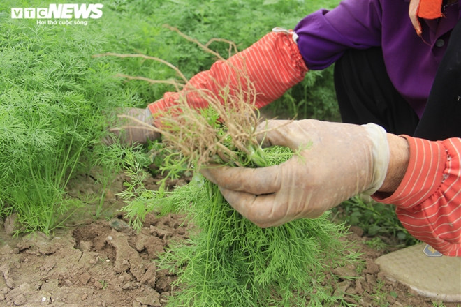 Hà Nội: Rau xanh rẻ như bèo, nông dân bỏ đầy đồng làm phân bón - 9