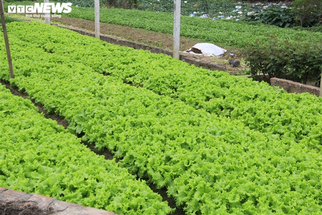 Hà Nội: Rau xanh rẻ như bèo, nông dân bỏ đầy đồng làm phân bón - 11