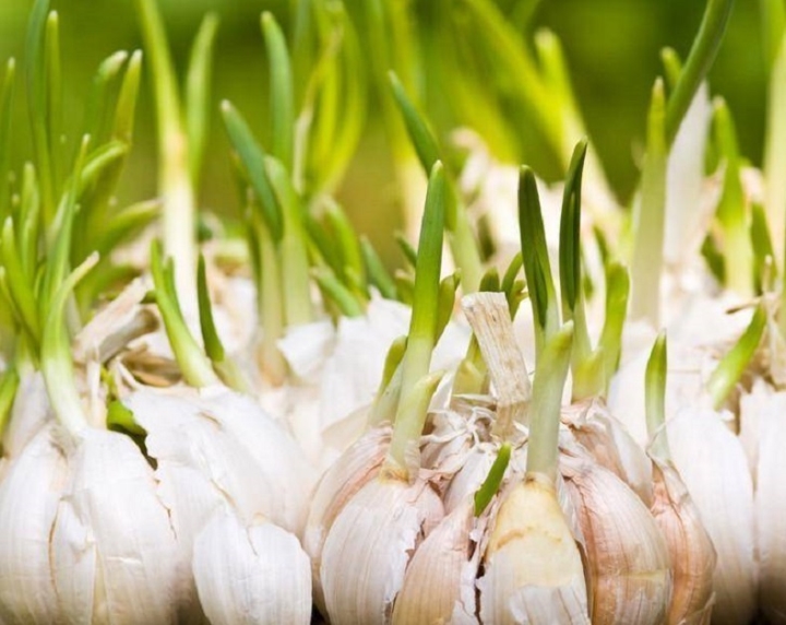 Gừng, tỏi, khoai mọc mầm có nên ăn không? - 2