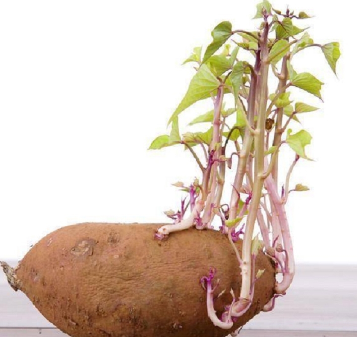 Gừng, tỏi, khoai mọc mầm có nên ăn không? - 4