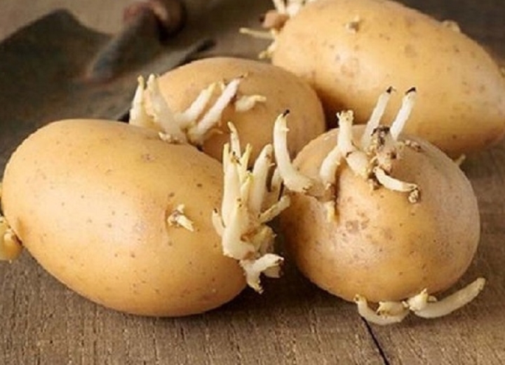 Gừng, tỏi, khoai mọc mầm có nên ăn không? - 5