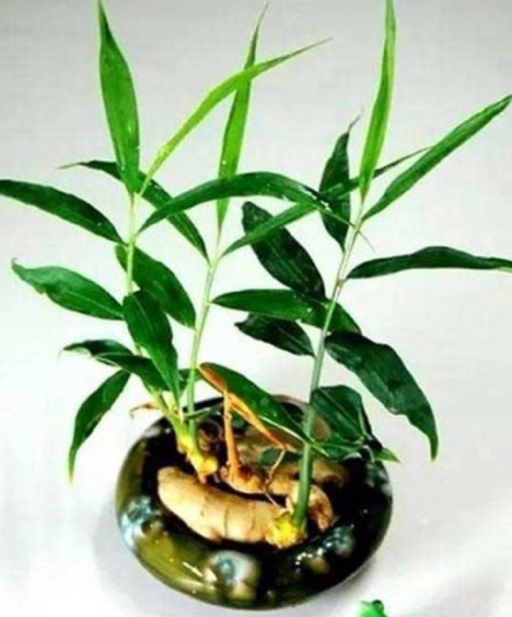 Gừng, tỏi, khoai mọc mầm có nên ăn không? - 1