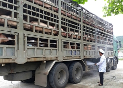 nguoi dan o quang ninh tu y chon lon chet vi dich ta chau phi