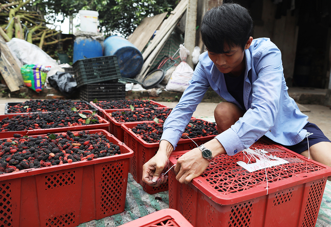 nguoi dan thu hoach dau chin o ngoai thanh ha noi