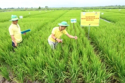 dam ca mau nhung gia tri cot loi