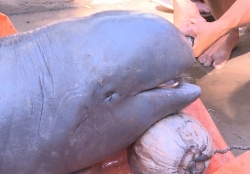 ngu dan phu yen bat duoc ca ngu vay xanh khong lo nang hon 350kg gia hang ty dong