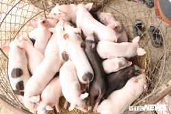 vua cong bo het dich ta lon chau phi tiep tuc quay lai hoanh hanh o thua thien hue