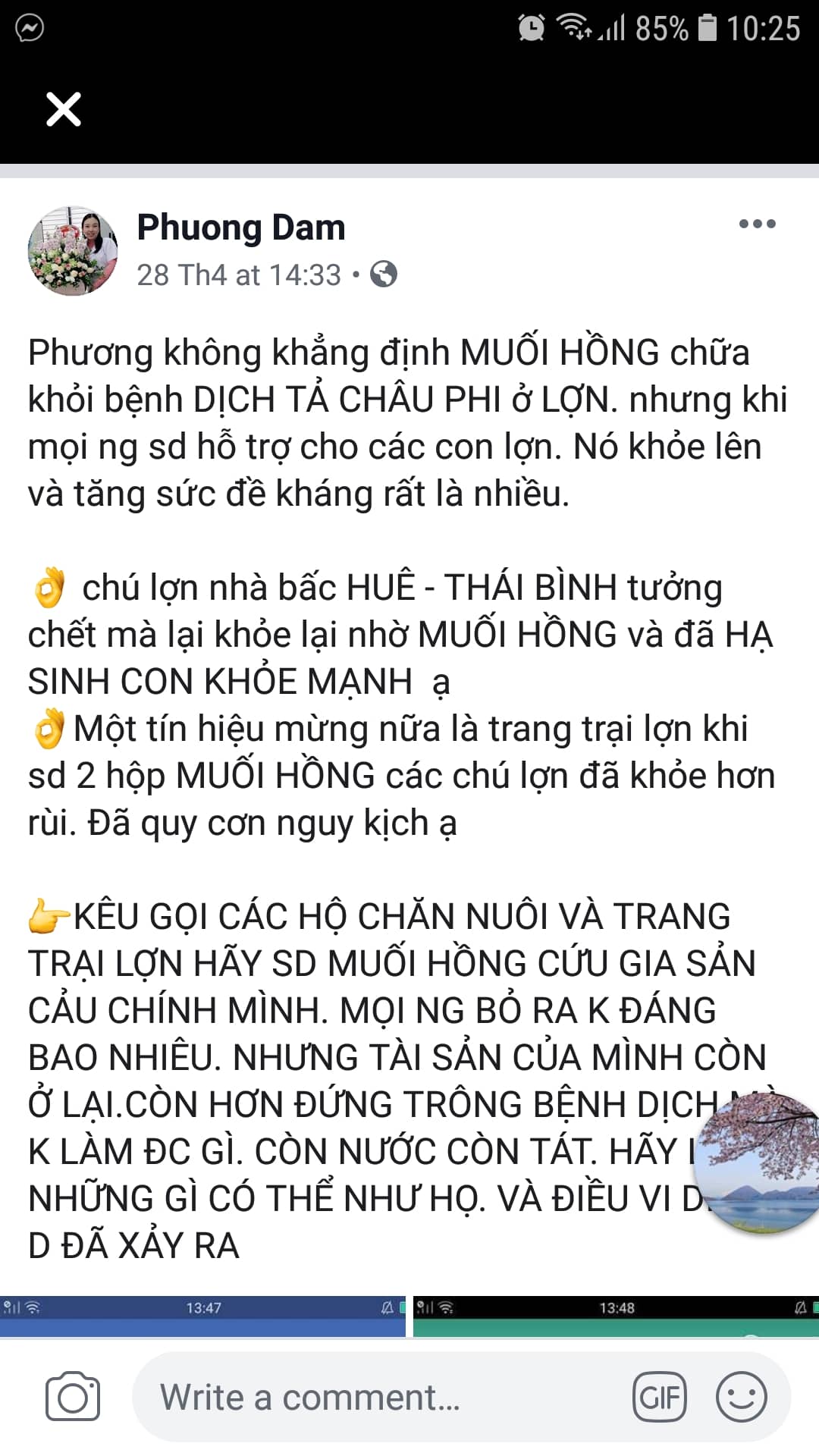 thong tin muoi hong chua duoc benh dich ta lon chau phi la bia dat