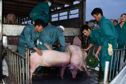 Mỗi con lợn nhập khẩu từ Thái Lan về ”cõng” bao nhiêu chi phí?