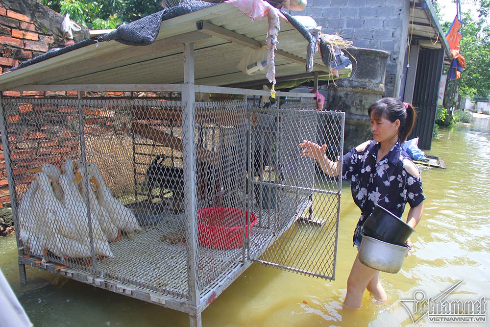 nong dan ha noi bo pho nhin nha hon 800 trieu ngap trong bien nuoc