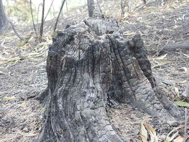 anh canh hoang tan khi dap tat hoan toan vu chay rung nghi xuan