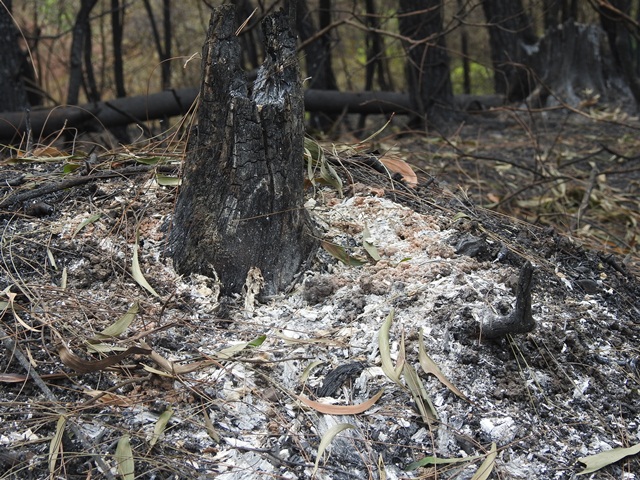 anh canh hoang tan khi dap tat hoan toan vu chay rung nghi xuan