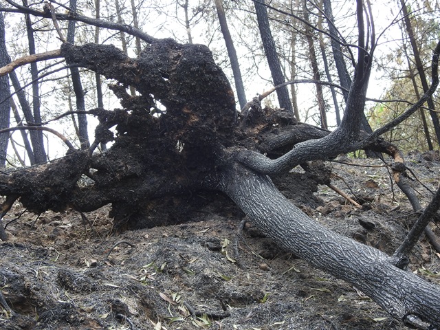 anh canh hoang tan khi dap tat hoan toan vu chay rung nghi xuan