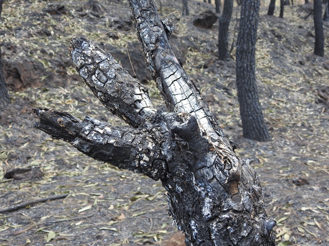 anh canh hoang tan khi dap tat hoan toan vu chay rung nghi xuan