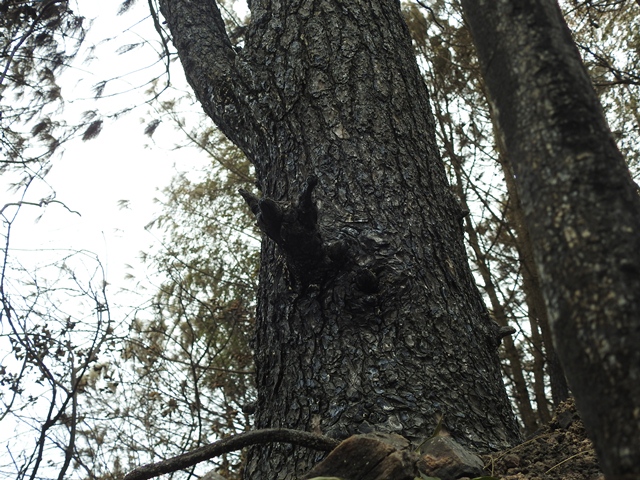 anh canh hoang tan khi dap tat hoan toan vu chay rung nghi xuan