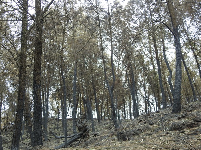 anh canh hoang tan khi dap tat hoan toan vu chay rung nghi xuan