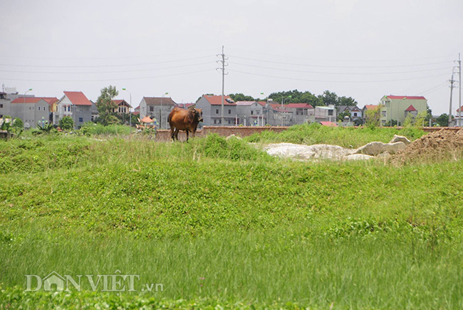 dat vang me linh ngu quen sau 10 nam sap nhap ha noi se thu hoi