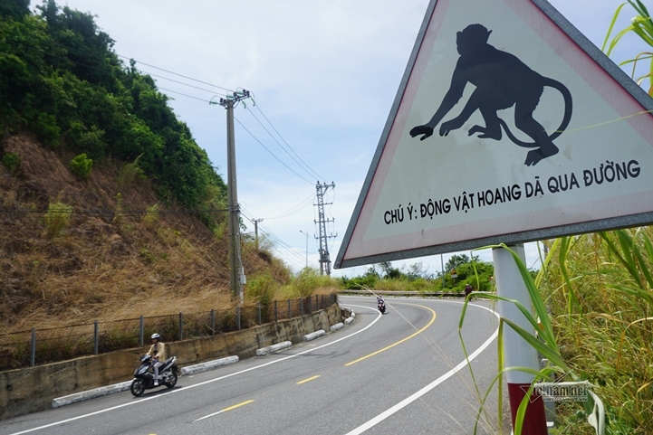 on lanh duong len ban dao son tra 7 thang 4 nu du khach tu vong