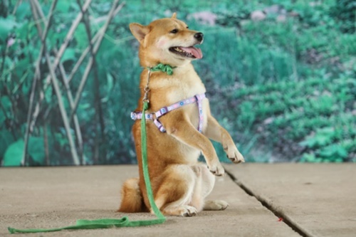 cho shiba inu dong vai cau vang gay tranh cai