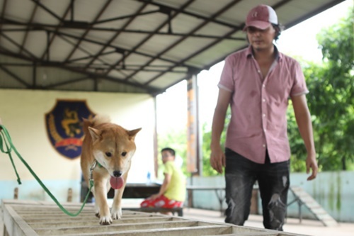 cho shiba inu dong vai cau vang gay tranh cai