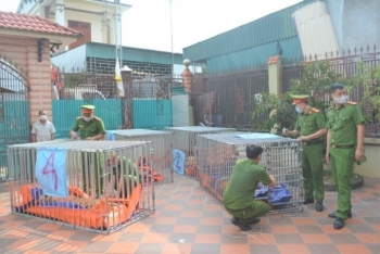 Giám đốc Công an Nghệ An: 8 con hổ chết sau giải cứu do nhiều yếu tố khách quan